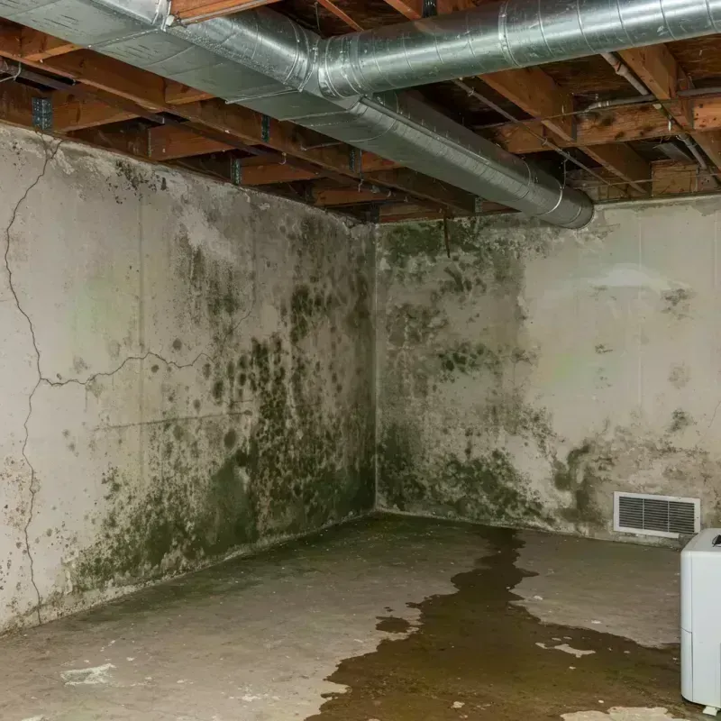 Professional Mold Removal in Hoffman Estates, IL